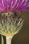 Spiny plumeless thistle